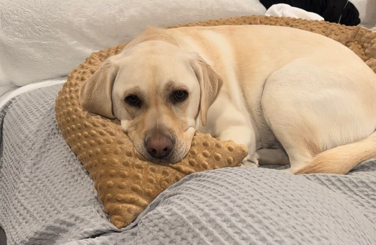 Snug-a-Pup Dog Pillow