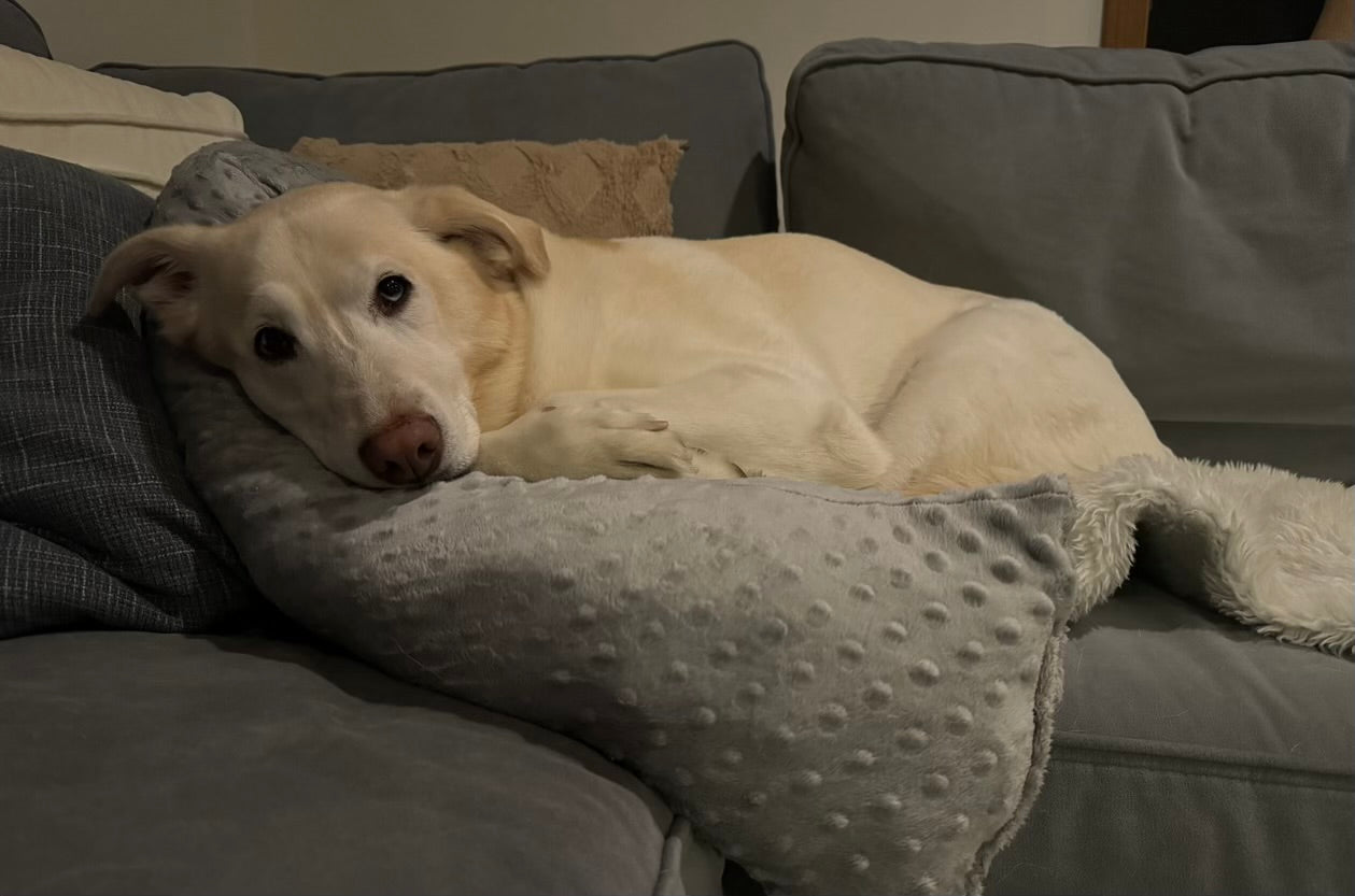 Snug-a-Pup Dog Pillow