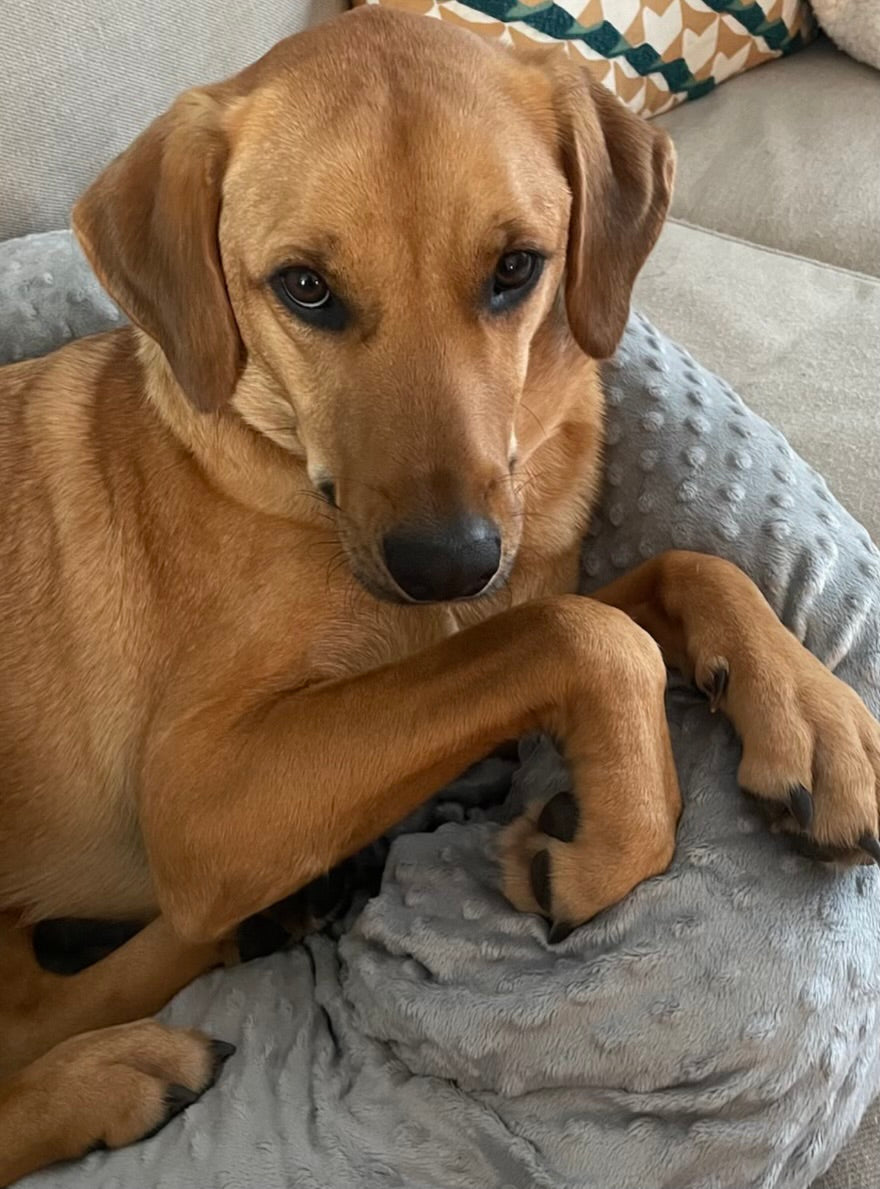 Snug-a-Pup Dog Pillow